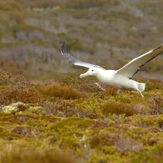 tourhub | Heritage Expeditions | Galapagos of the Southern Ocean 