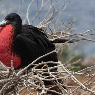 tourhub | Explore! | Galapagos Express - Central, South & East Islands aboard the Archipel I 