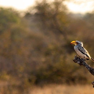 tourhub | The Mzansi Experience | 3-Day Kruger National Park Big 5 Budget Safari 