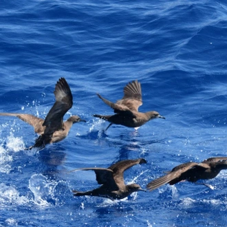 tourhub | Heritage Expeditions | Seabirds & Cetaceans of Australasia 