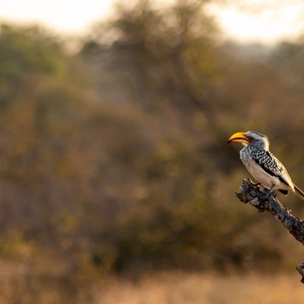 3-Day Kruger National Park Big 5 Budget Safari
