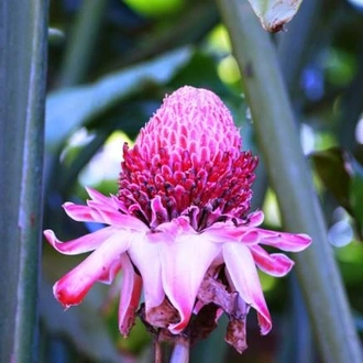 tourhub | World Expeditions | New Caledonia Melanesian Village Hike 