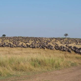 tourhub | Royal Private Safaris | 6 Day 5 Nights Best of Kenya Wildlife Safari 