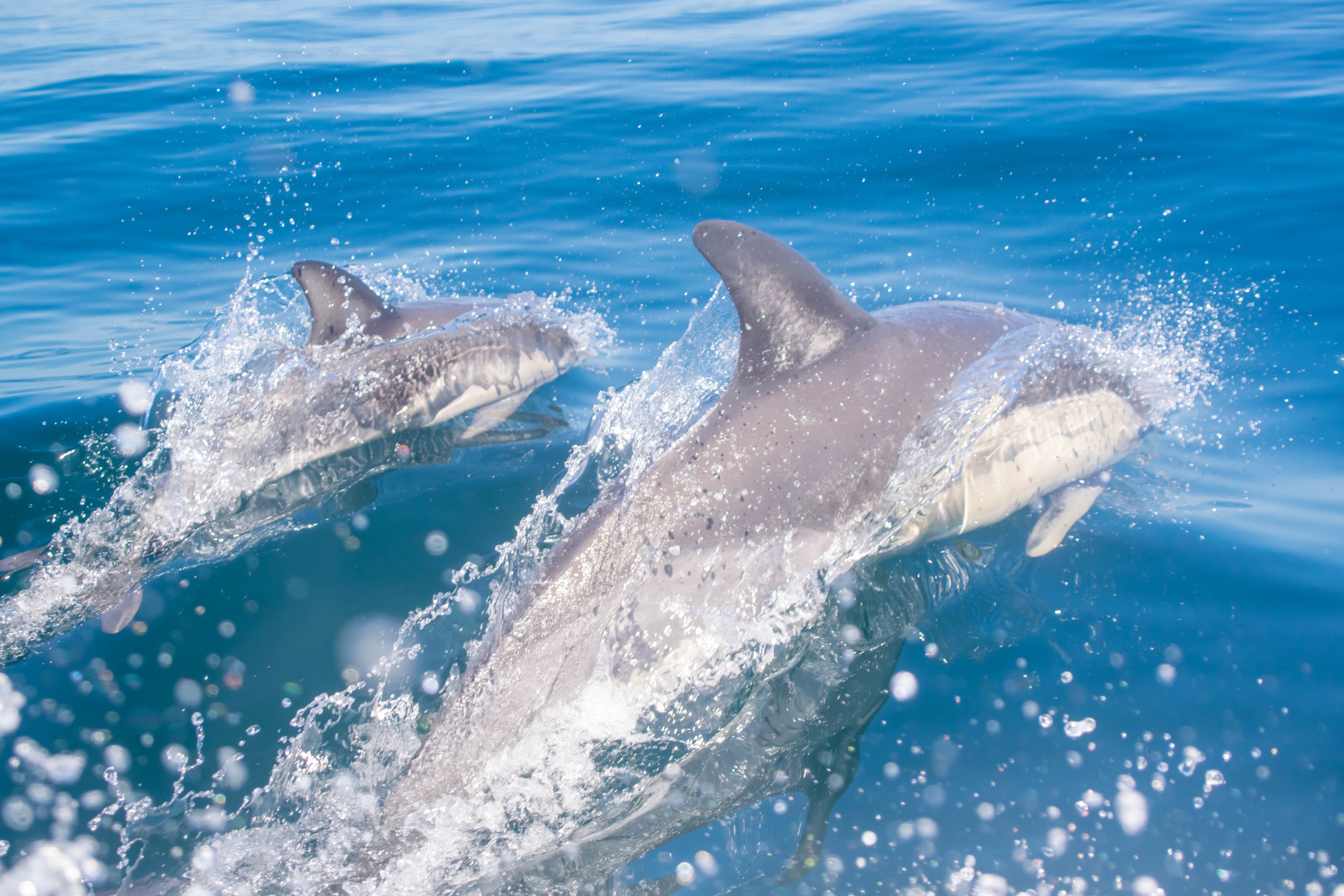 Golfinhos e Grutas – Benagil