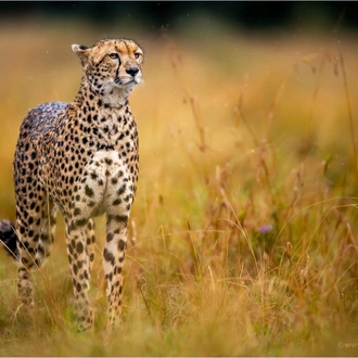 tourhub | Wildlife Dreams | Wildlife Dreams at Oltepesi Safari Camp. 