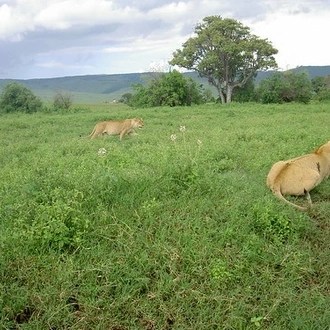 tourhub | Widerange African Safaris | 5 days Tanzania small group sharing safari 