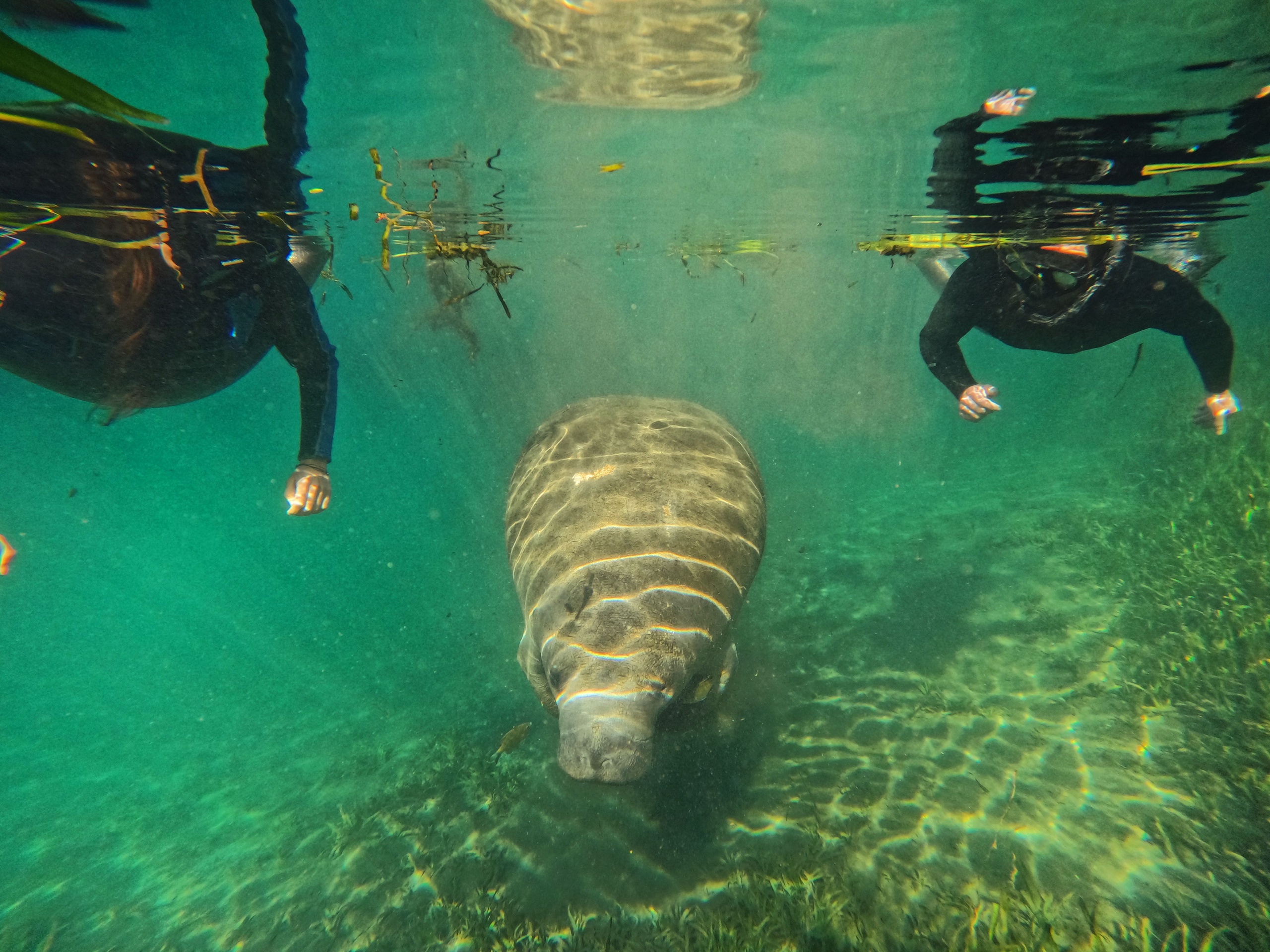 Exclusive Manatee Snorkel Tour