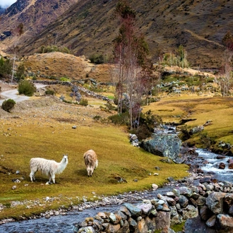 tourhub | TreXperience | Lares Trek to Machu Picchu 4 days 