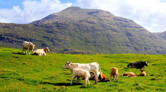 Cattle grazing in Connemara, Ireland