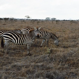 tourhub | Widerange African Safaris | 6 Days Tanzania Private Luxury Safari Package 