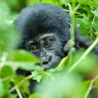 tourhub | Intrepid Travel | Remarkable Rwanda & Gorillas of Uganda 