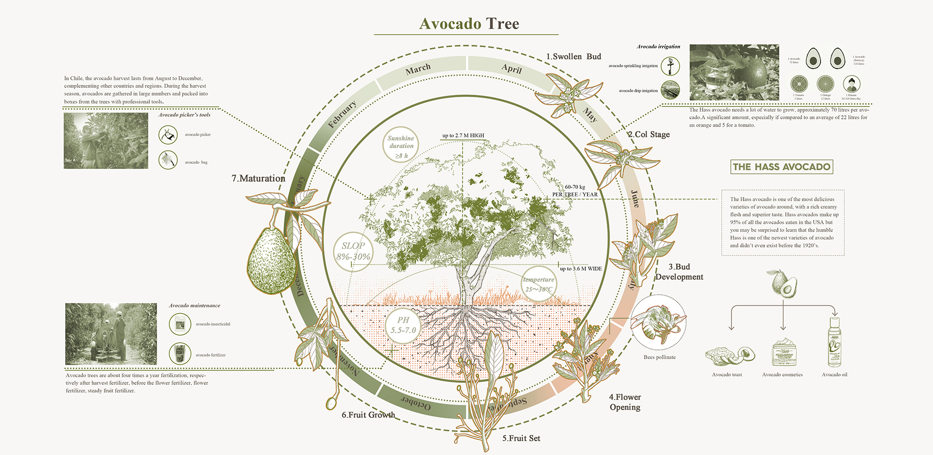 The planting cycle of avocado and its products