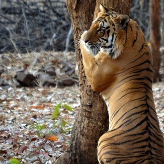 tourhub | Agora Voyages | Nagpur to Pench & Satpura National Park, Tiger Safari Tour 