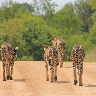 tourhub | The Mzansi Experience | 4-Day Kruger National Park Big 5 & Panorama Route Budget Safari 