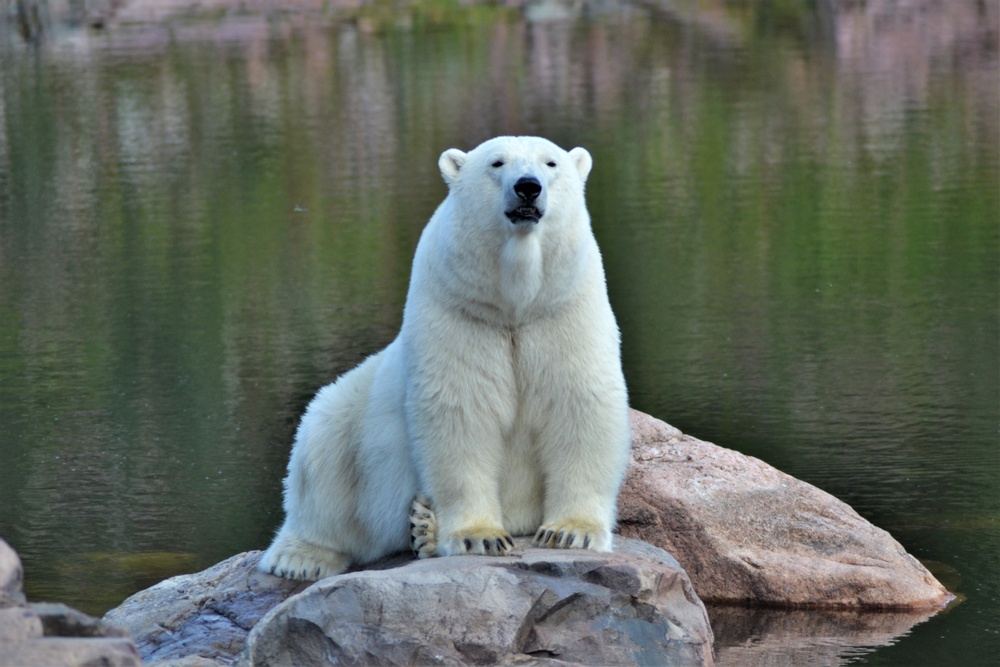 Honan Hope på sin favoritsten i Polar World från en tidigare sommar.