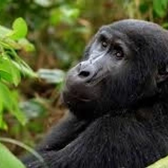 tourhub | Trek Rwenzori Tours | 3 Days Gorilla Trekking in Uganda 