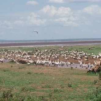 tourhub | Widerange African Safaris | Tanzania Serengeti Migration 6 Days 