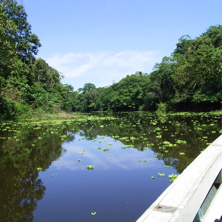 Tambopata Amazon Jungle
