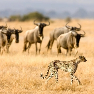 tourhub | Spider Tours And Safaris | 6 Days Luxury Lodge Safari 