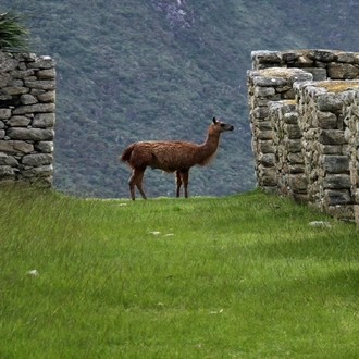 tourhub | Indus Travels | Glimpse of Peru 