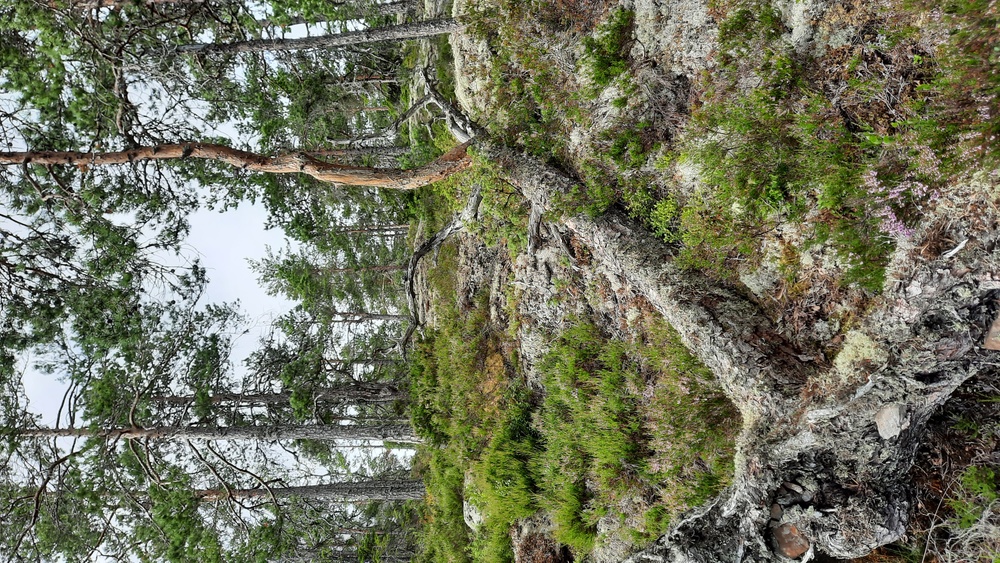 Ångermanland. Tall i Lövvik som vält, där den liggande stammen fått nytt liv genom en av dess grenar som bildar det nya trädet. Foto: Leif Sjöbom