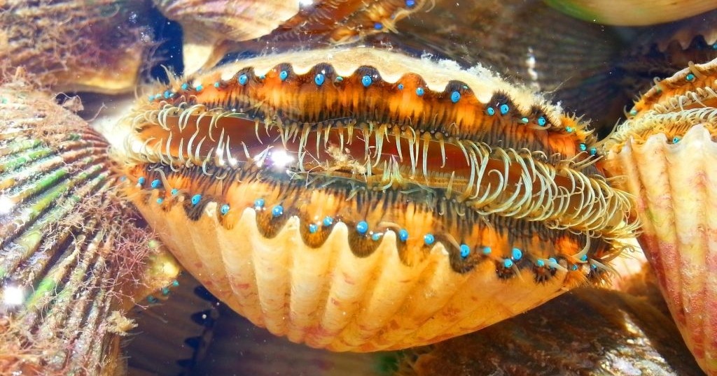 Scalloping Adventure