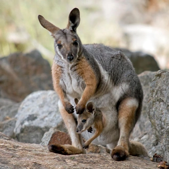 tourhub | Intrepid Travel | Eyre Peninsula Adventure 