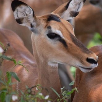 tourhub | ARP Travel Group | Mombasa Rendezvous, Private Tour 