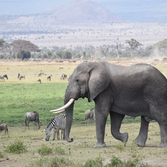 tourhub | Arrow Adventures Kenya | 8 Days Elephant Trails Safari 