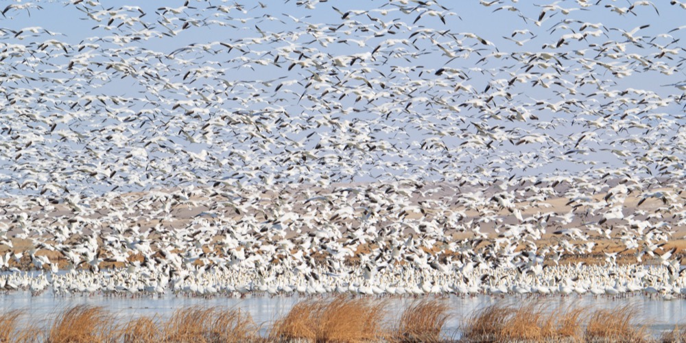 Naturalist Field Day: Snow Geese Migration At Freezout Lake, Missoula ...