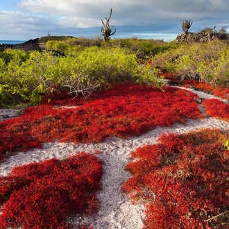 tourhub | Explore! | Galapagos - Central, North, South and East Islands aboard the Archipel I 