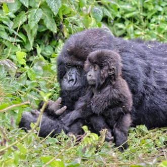 tourhub | Kingfisher Journeys | 3 Days Volcanoes & Lake Kivu Adventures 