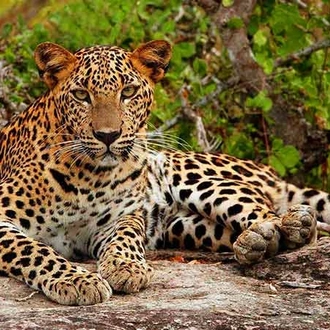 tourhub | Ceylon Travel Dream | 07 Day Nature & Wildlife Tour  In Sri Lanka 