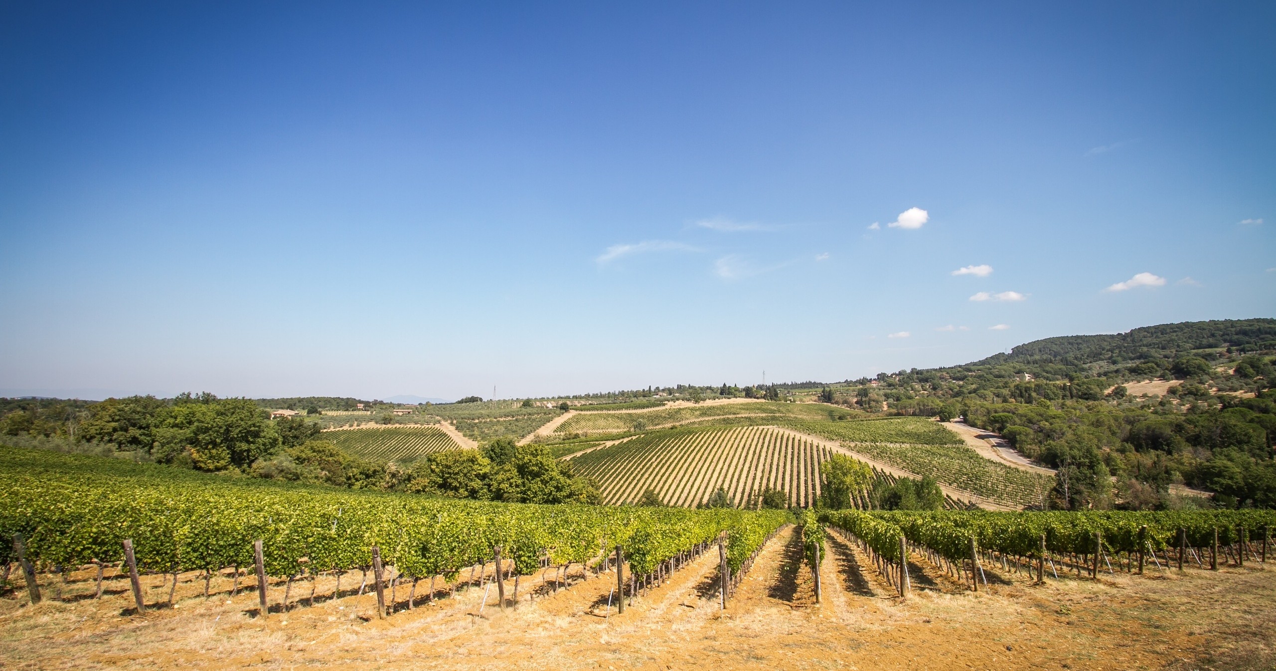 A Day Trip in the Heart of Tuscany to Visit Three Wineries and Olive Oil Mill  from Florence 