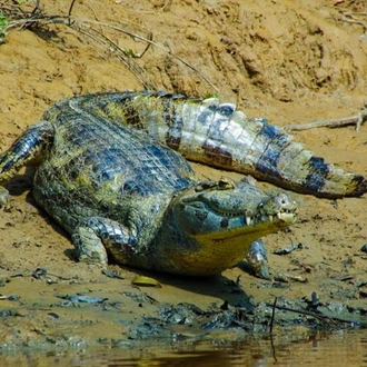 tourhub | Bamba Travel | Bolivian Amazon Pampas Adventure 3D/2N (from Rurrenabaque) 