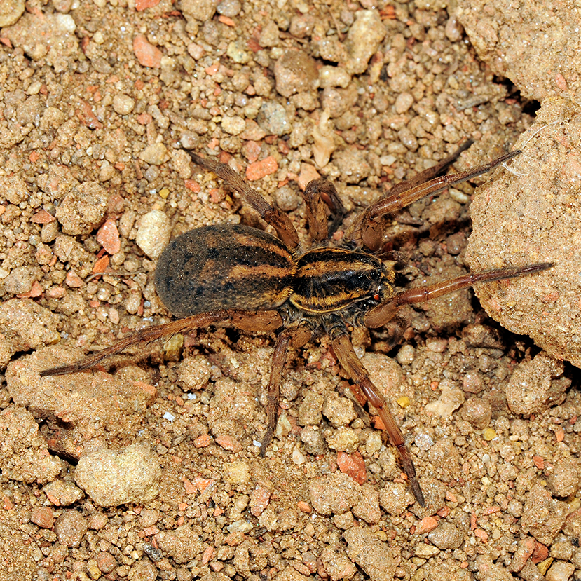 South African Wolf Spider - Spiders in South Africa