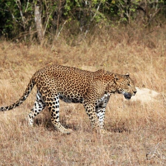 tourhub | Aitken Spence Travels | Leopards and Endemic Birds of Sri Lanka - Free Upgrade to Private Tour Available 