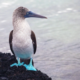 tourhub | Intrepid Travel | Galapagos Discovery 