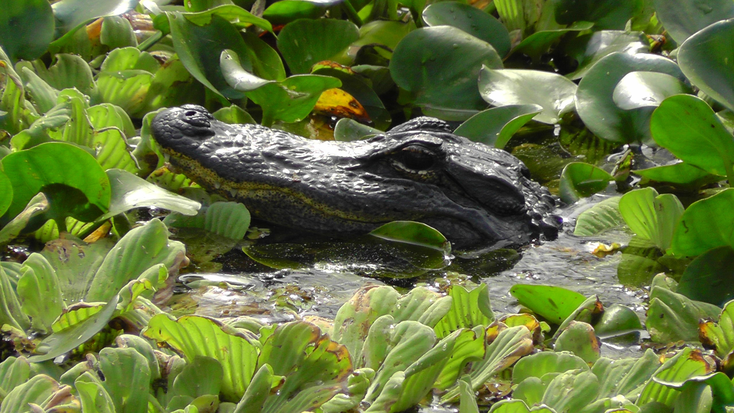 Western Everglades Adventure