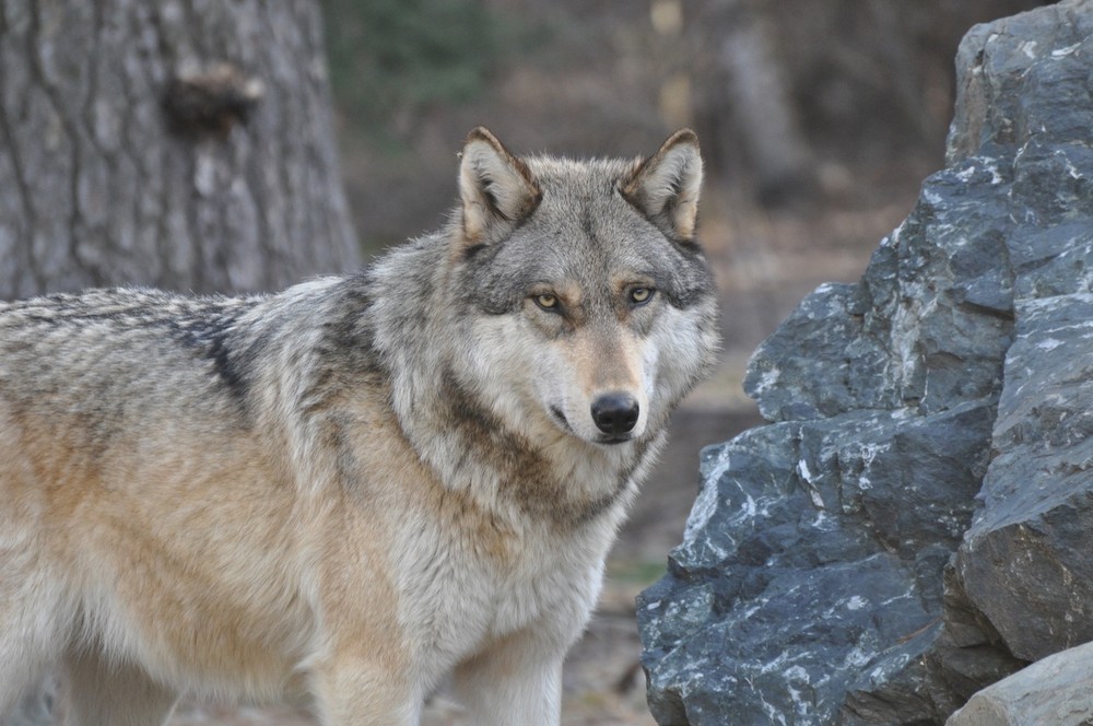 ADV: Wolf Webinars – Feb. 24th and Mar. 10th – Explore, Teach, Conserve!