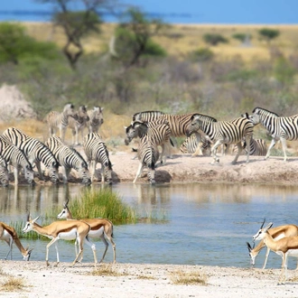 tourhub | Salty Travel | 7-Day Namibia Highlights Fly-in Safari 