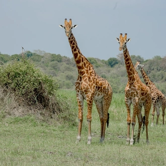 tourhub | Kawira Safaris Ltd | 8 Days Uganda Cultural, Gorilla and Wildlife Safari 