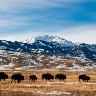 tourhub | Intrepid Travel | South Dakota to Yellowstone Parks Explorer		 