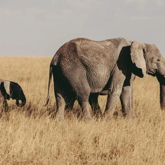 tourhub | Alaitol Safari | The Ultimate Migration Safari 