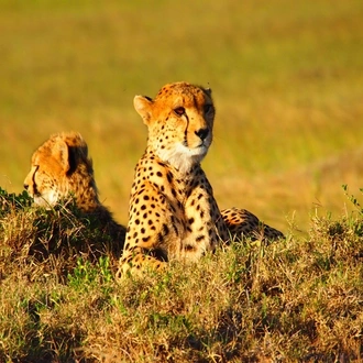 tourhub | Indus Travels | Essential Kenya Safari 