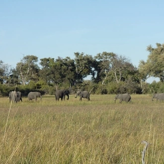 tourhub | HoneyBadger Travel & Tours | Botswana Dream Tour : Okavango Delta, Chobe National Park, Victoria Falls 