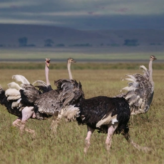 tourhub | Finot Tour and Safari Ethiopia | Bird watching Tour 4 Days 