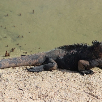 tourhub | Ecuador Galapagos Travels | 6 Days Galápagos Exploration: Nature's Wonderland Adventure 