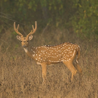 tourhub | Go Book Tours | Central India Wildlife Tour 