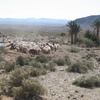 'Ain el-Ourak, Vichy Labor Camp, Shepherds and Flock Near Camp ('Ain el-Ourak, Morocco, 2010)